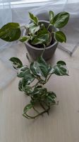 Efeutute Epipremnum  N`Joy Scindapsus Hängepflanze variegata